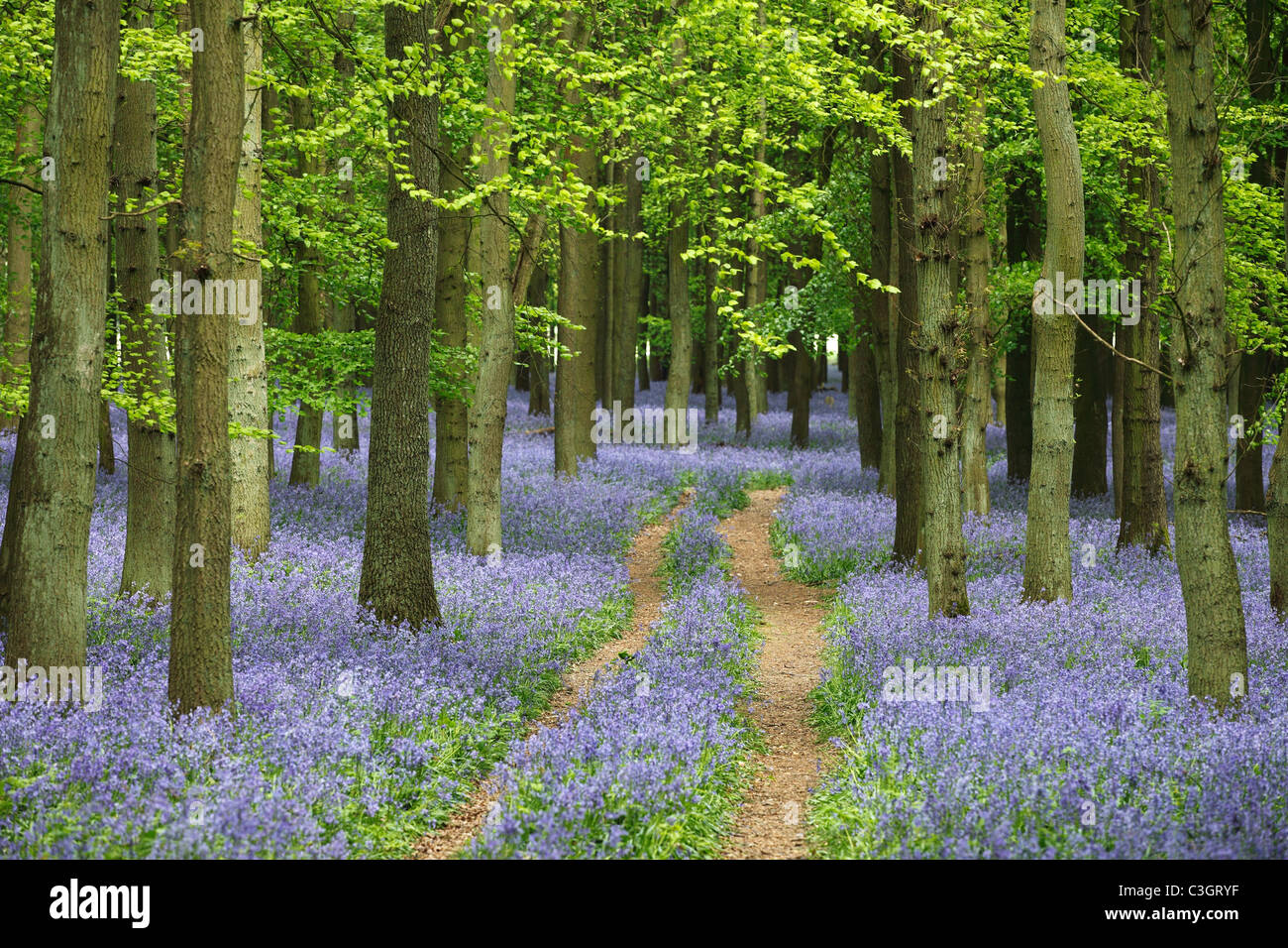 Jacinthes et bois de hêtre, chemin forestiers, [bois] [Dockey, Ashridge Estate], England, UK Banque D'Images