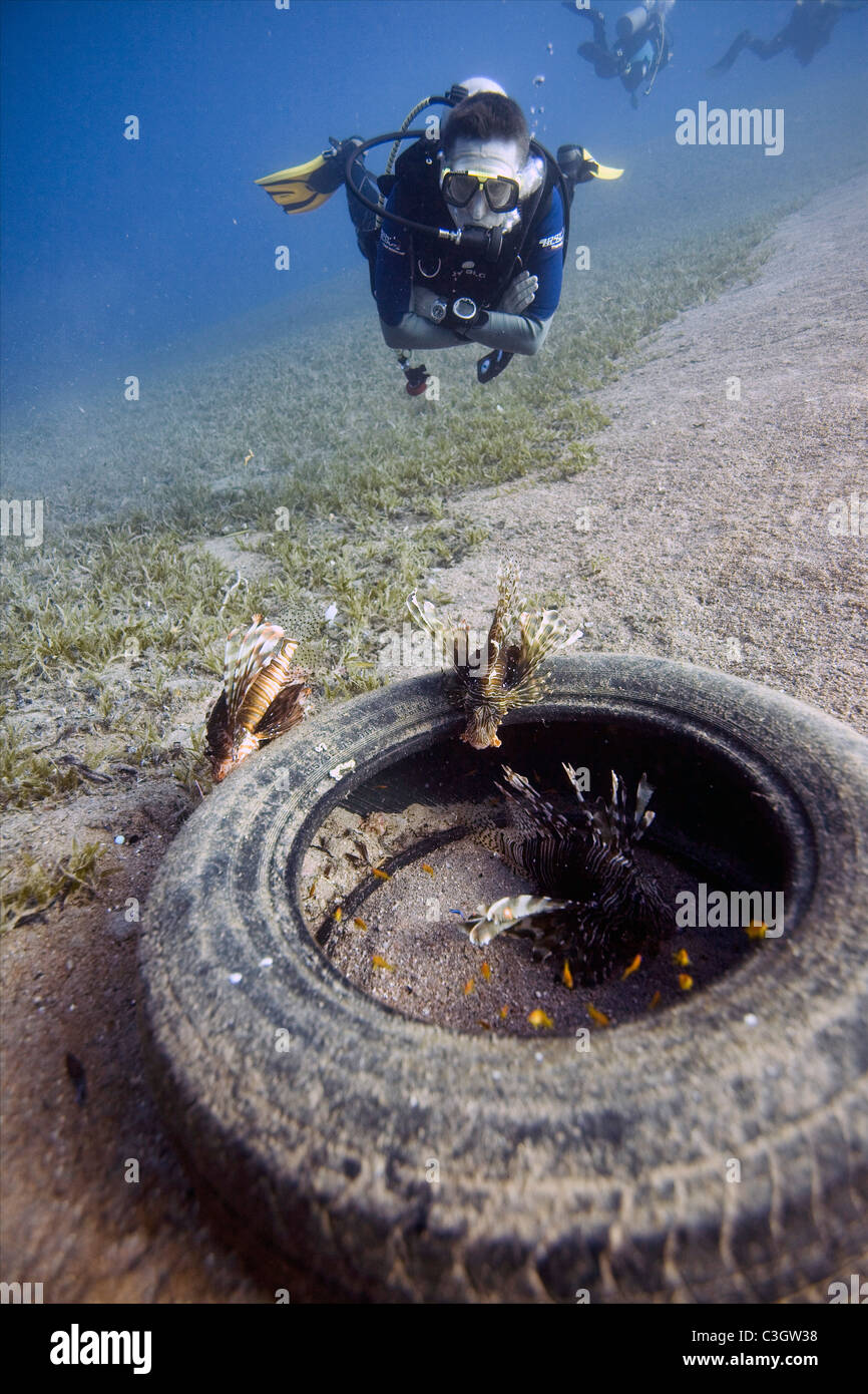 Un plongeur se penche sur trois poissons lion (Pterois miles) habitant un pneu de voiture dans la mer Rouge près de Dahab, Egypte Banque D'Images
