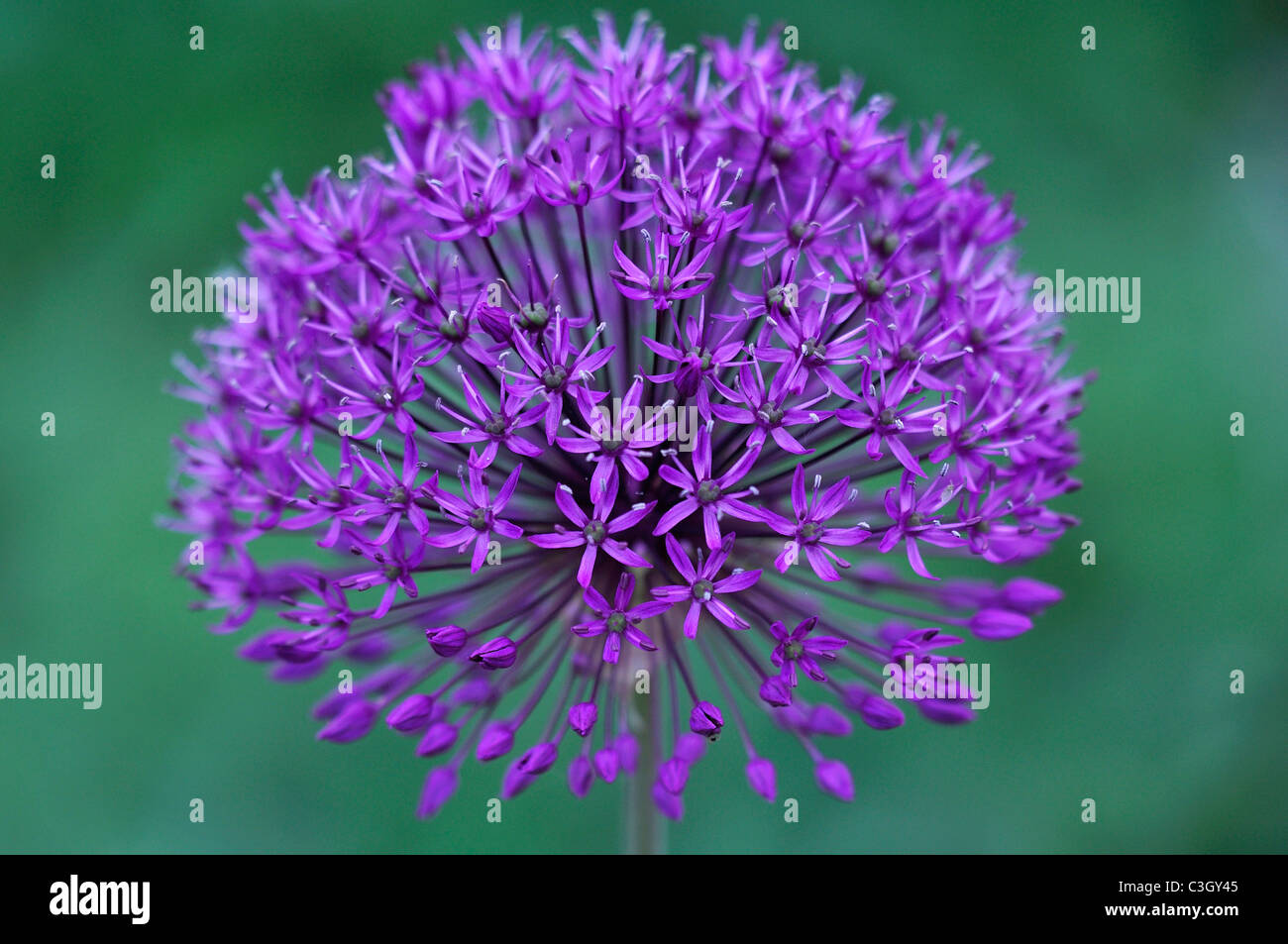 La fleur pourpre chef d'une fleur d'allium UK Banque D'Images