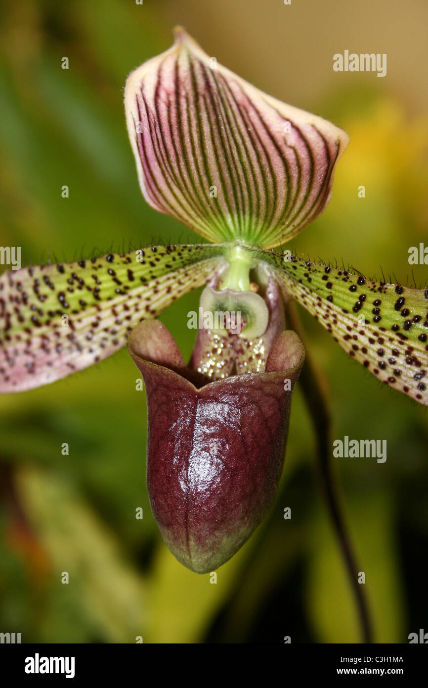 Lady's Slipper Espèces orchidées Paphiopedilum Banque D'Images