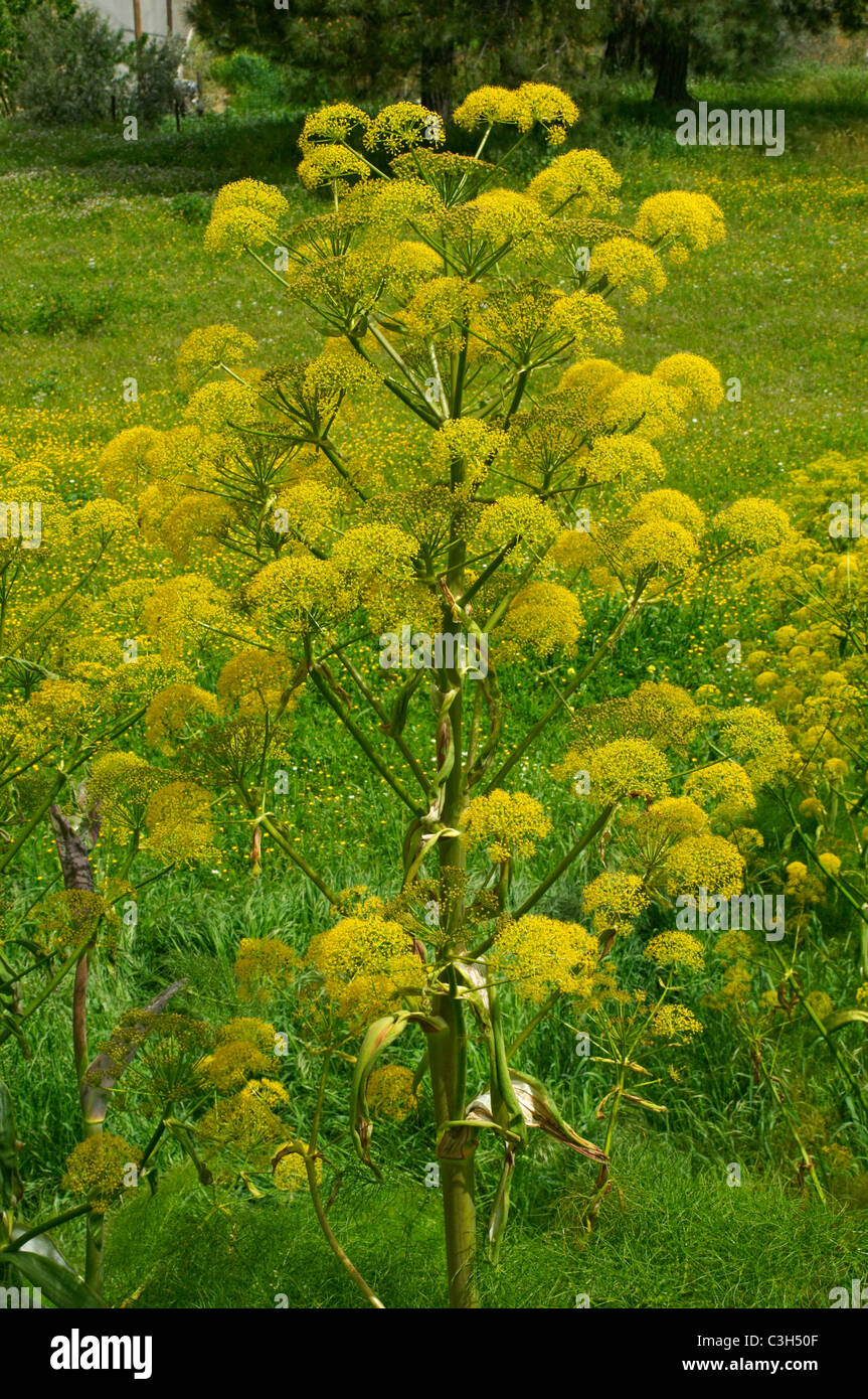 Fenouil sauvage géant sauvage de plus en plus dans la campagne chypriote Banque D'Images