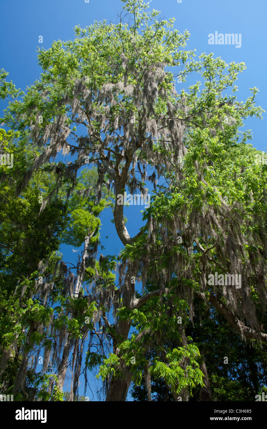 Caroline du sud, Charleston, Magnolia Plantation & Jardins. Arbres couverts de mousse espagnole (Tillandsia usneoides). Banque D'Images
