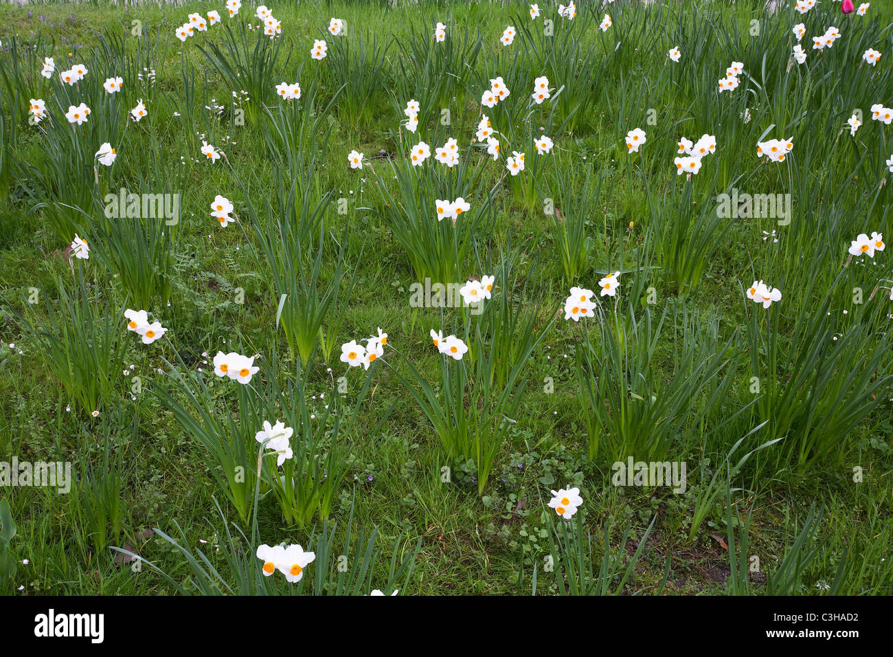 Narzissen, Bluete, Weiss, narcisses, jonquilles, white blossom, Insel Maniau, Deutschland, Allemagne Banque D'Images