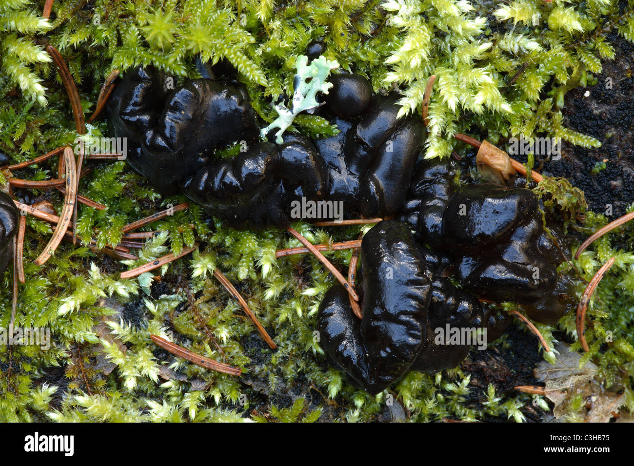 Becherfoermiger Druesling, Exidia glandulosa, Naturpark Obere Donau, vallée du Danube, Deutschland, Allemagne Banque D'Images