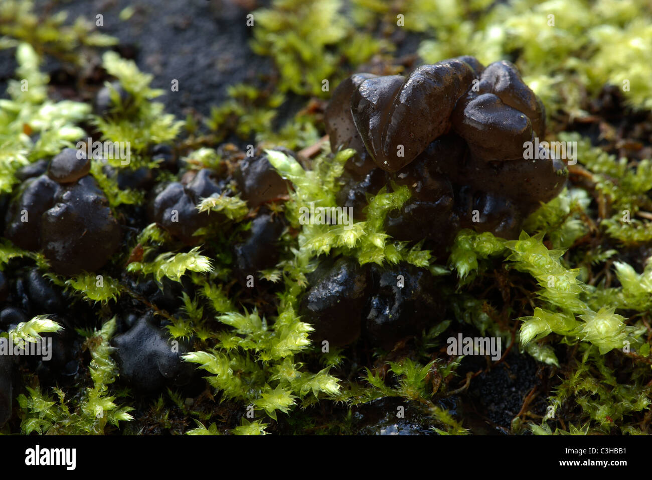 Becherfoermiger Druesling, Exidia glandulosa, Naturpark Obere Donau, vallée du Danube, Deutschland, Allemagne Banque D'Images