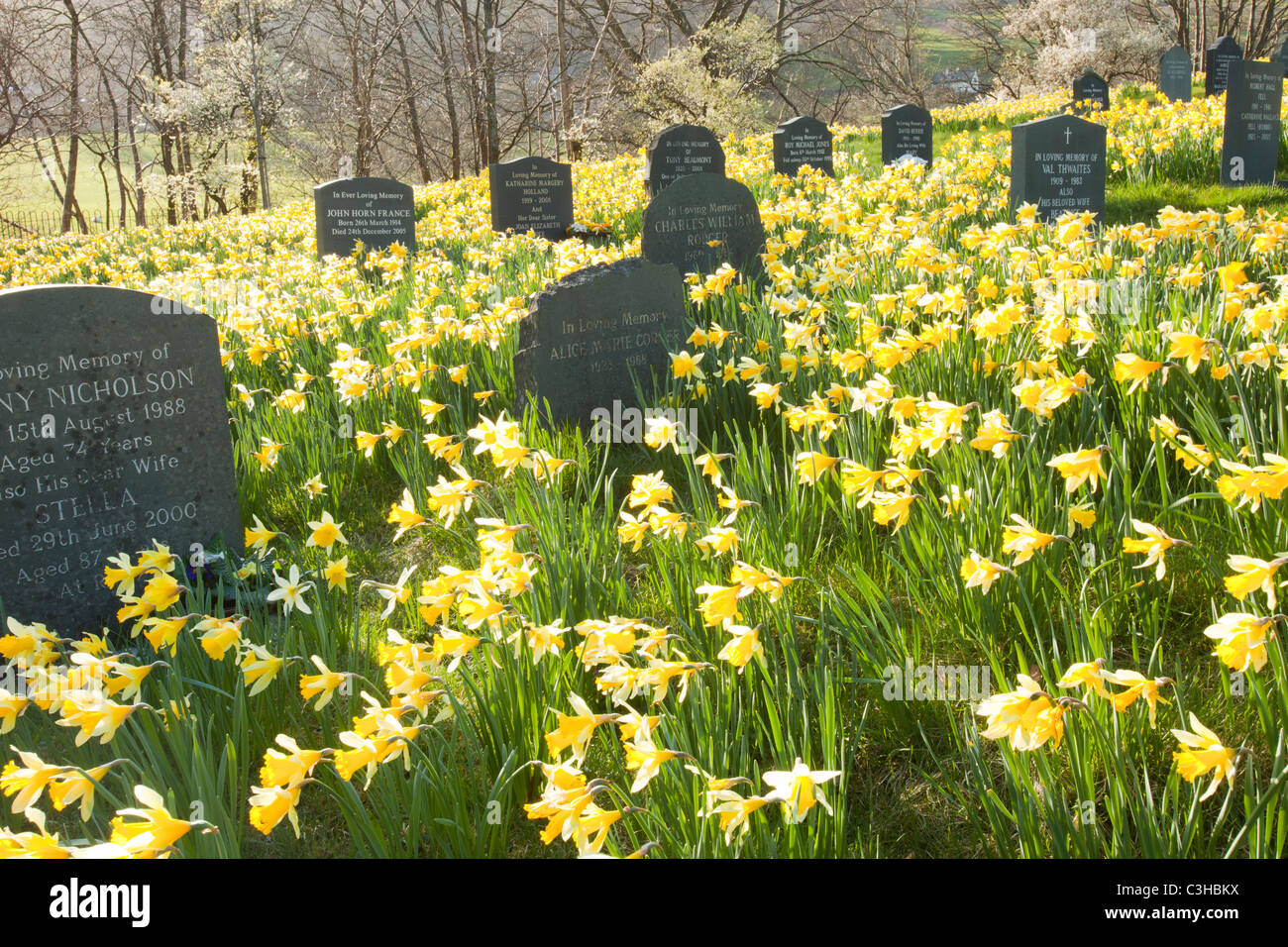 Les jonquilles sauvages (Narcissus pseudonarcissus) la floraison au printemps, à Troutbeck churchyard, Lake District, UK. Banque D'Images
