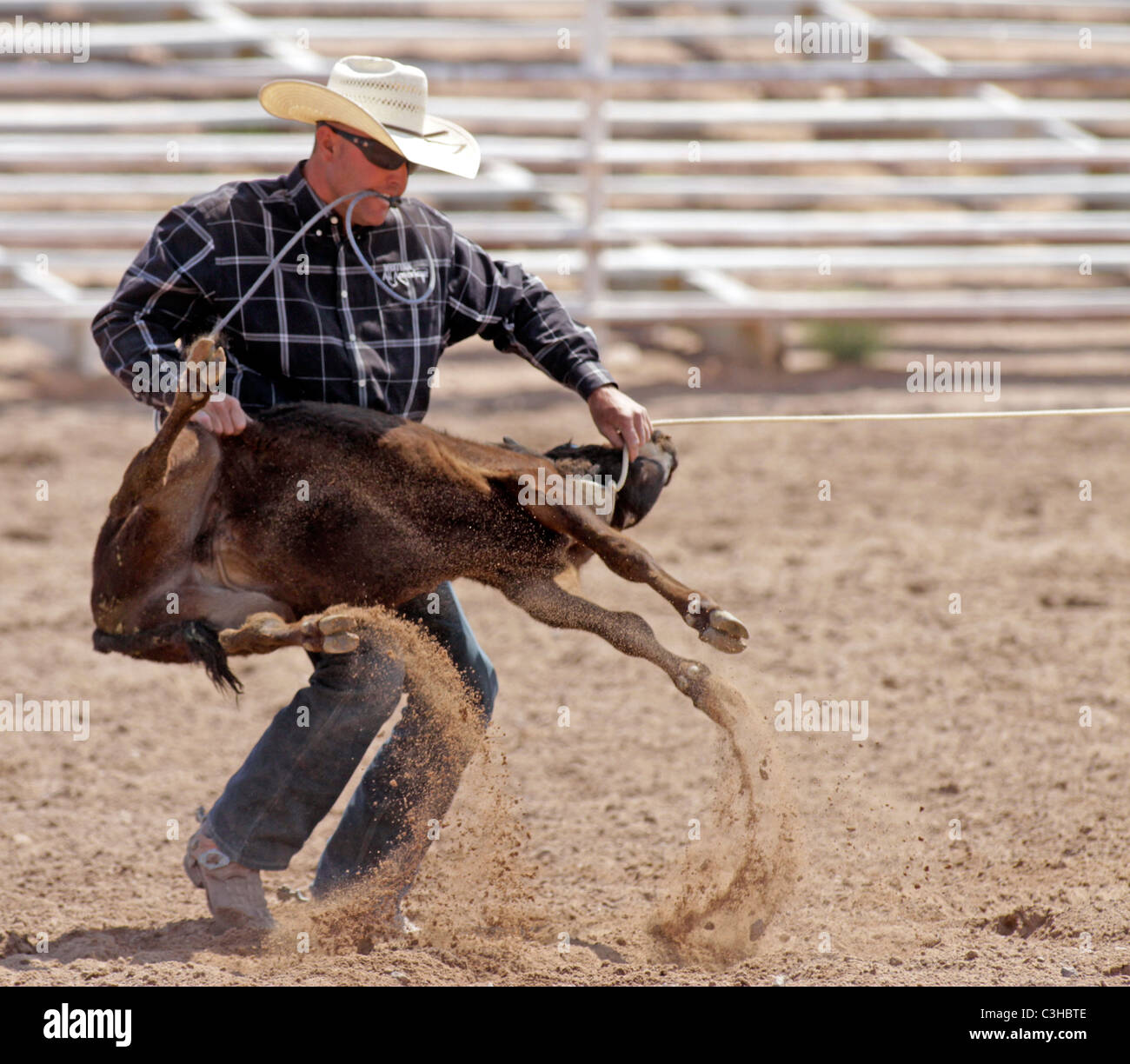 Concours de veaux au lasso au rodéo annuel tenu à Socorro, Nouveau Mexique, USA. Banque D'Images