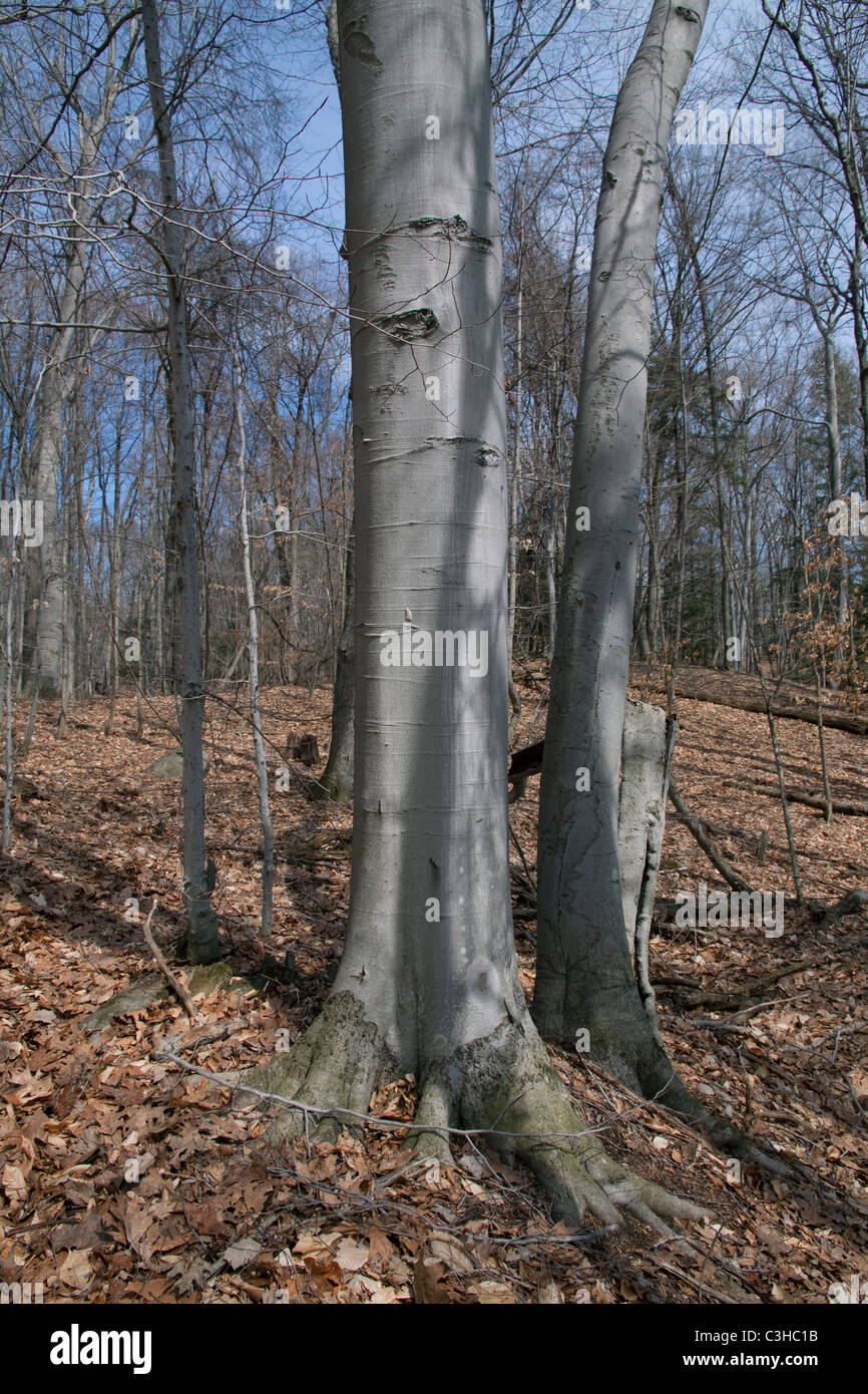 Forêt décidue avec arbres de Hêtre américain Fagus grandifolia , fin de l'automne, est des Etats-Unis, par Carol Dembinsky/Dembinsky photo Assoc Banque D'Images