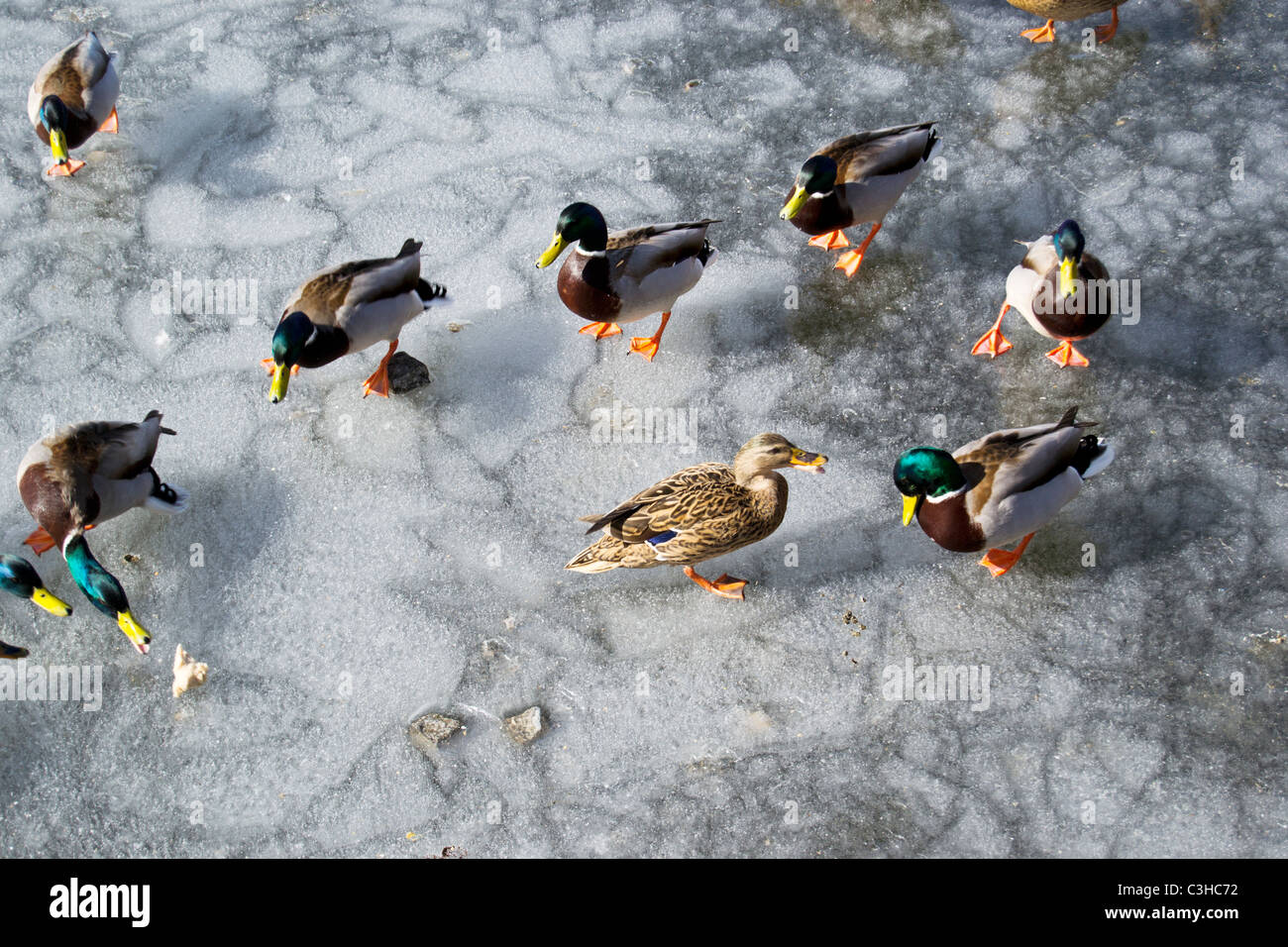 Canard sauvage sur un lac gelé à Berlin Banque D'Images