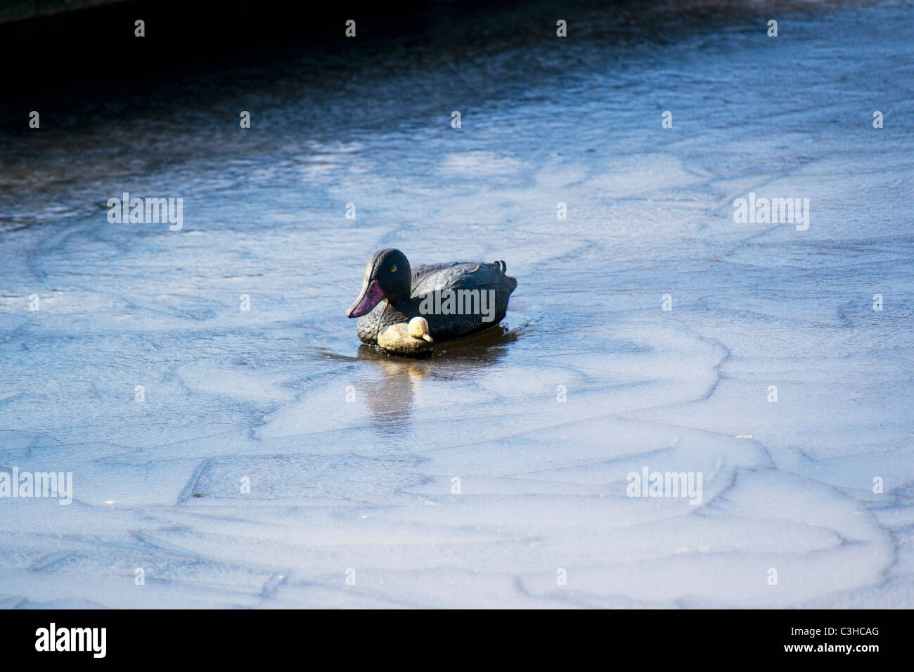 Canard sauvage sur un lac gelé à Berlin Banque D'Images