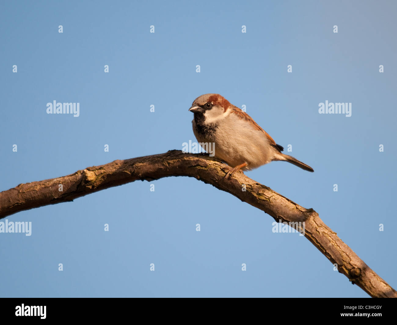 Sparrow s'assit sur une branche Banque D'Images