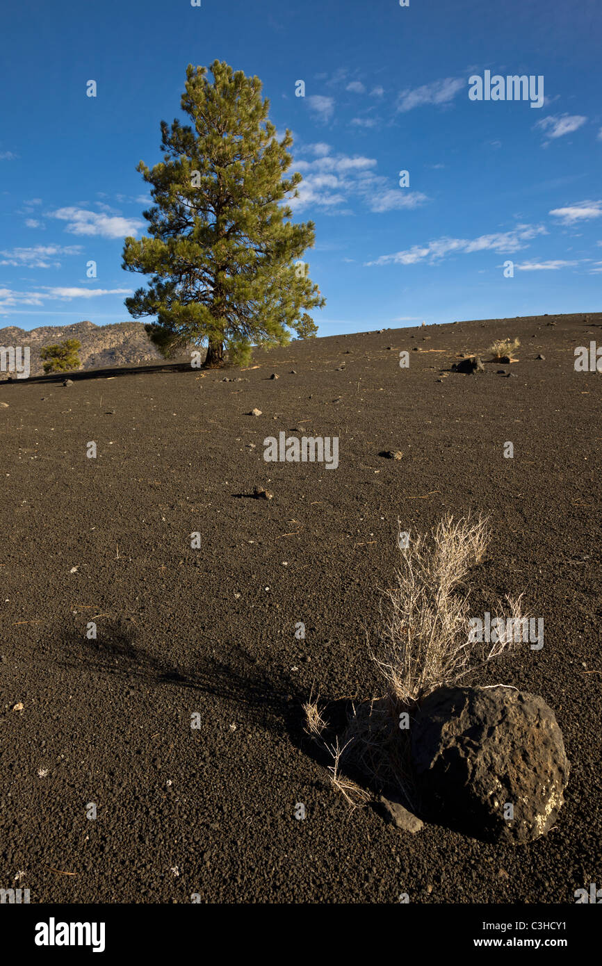 Boulder Cinder avec arbustes et arbres de pin de la Cinder Hills à Sunset Crater Volcano National Monument, Arizona, USA. Banque D'Images