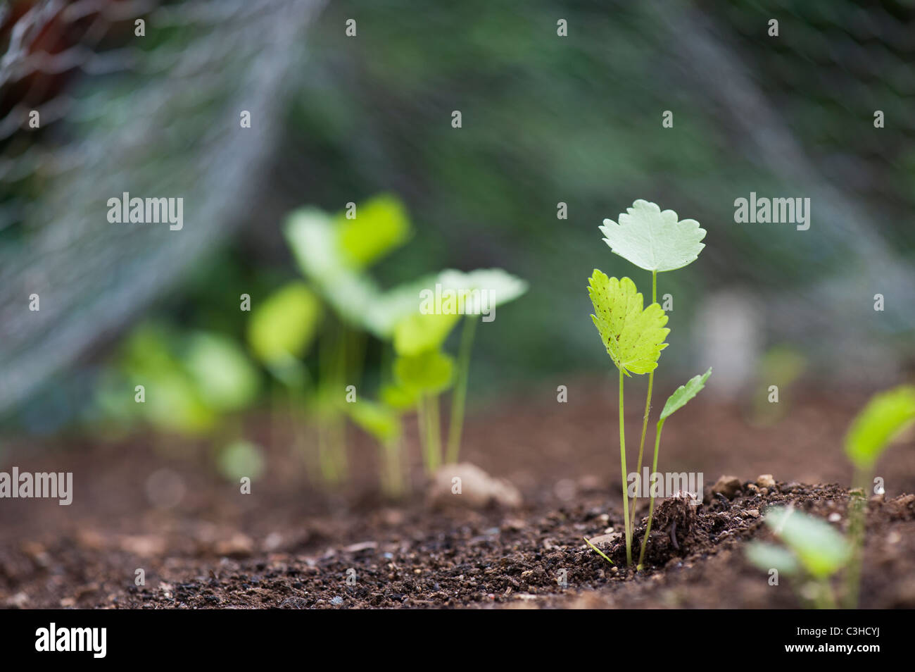 Pastinaca la salive. Les semis de panais sous le fil de poulet dans un jardin potager Banque D'Images