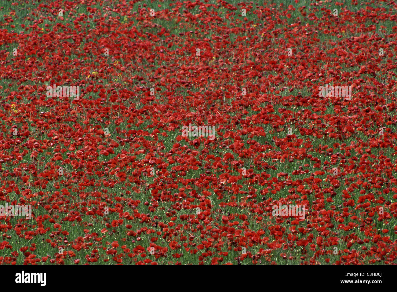 Klatsch-Mohn, Papaver rhoeas, commun à opium, Mohnblumenwiese, pré, le parc national de Neusiedler See, Oesterreich, Autriche Banque D'Images