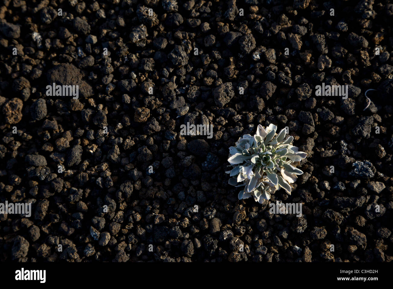 Petite plante poussant dans les collines de scories de Sunset Crater Volcano National Monument, Arizona, USA. Banque D'Images