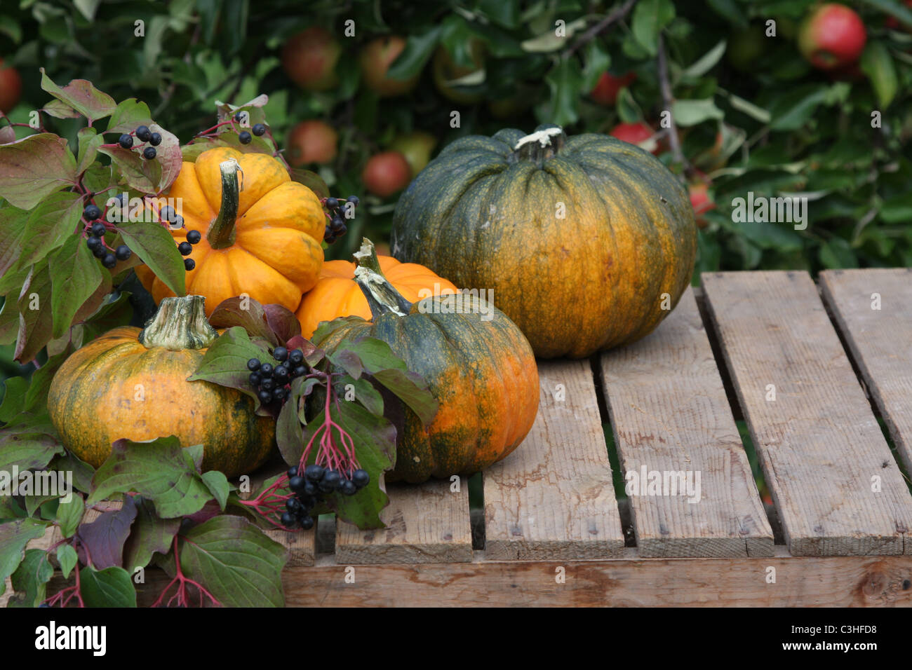 Fruits la récolte d'automne avec des tournesols et des citrouilles encore Banque D'Images