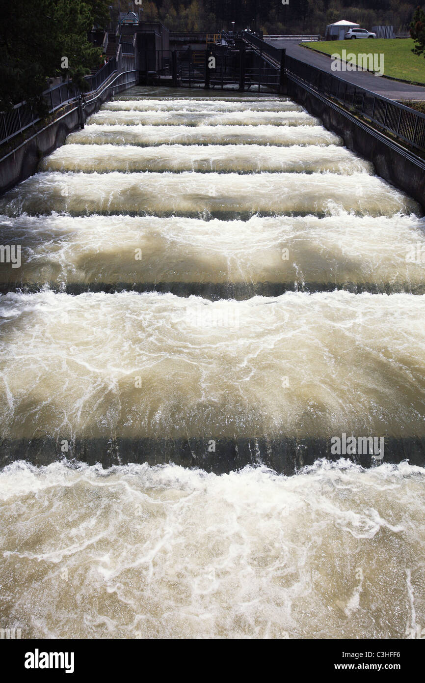 Les échelles à poissons au barrage de Bonneville sur le fleuve Columbia, conçu pour aider les poissons s'en amont des barrages par l'homme Banque D'Images