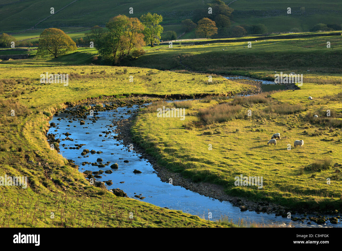 Moutons paissent à côté d'un ruisseau au milieu du début de l'automne couleurs de Littondale dans le Yorkshire Dales de l'Angleterre Banque D'Images