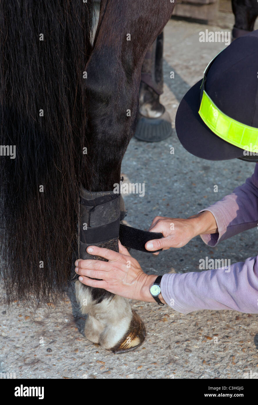 Horse Rider mettant le brossage de protection bottes sur un des chevaux de l'arrière de la jambe Banque D'Images