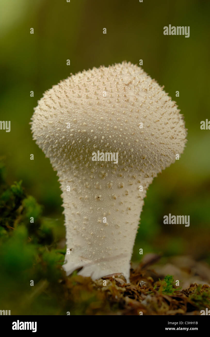 Les jeunes Pilon Puffball macro portrait pris dans un bois de l'Oxfordshire Banque D'Images