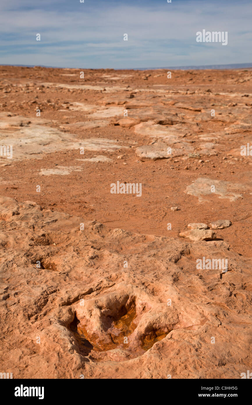 Jurassique précoce Therapod les voies, carnivore Dilophosaurus wetherilli, à Moenkopi dinosaures près de Tuba City, Arizona, USA. Banque D'Images