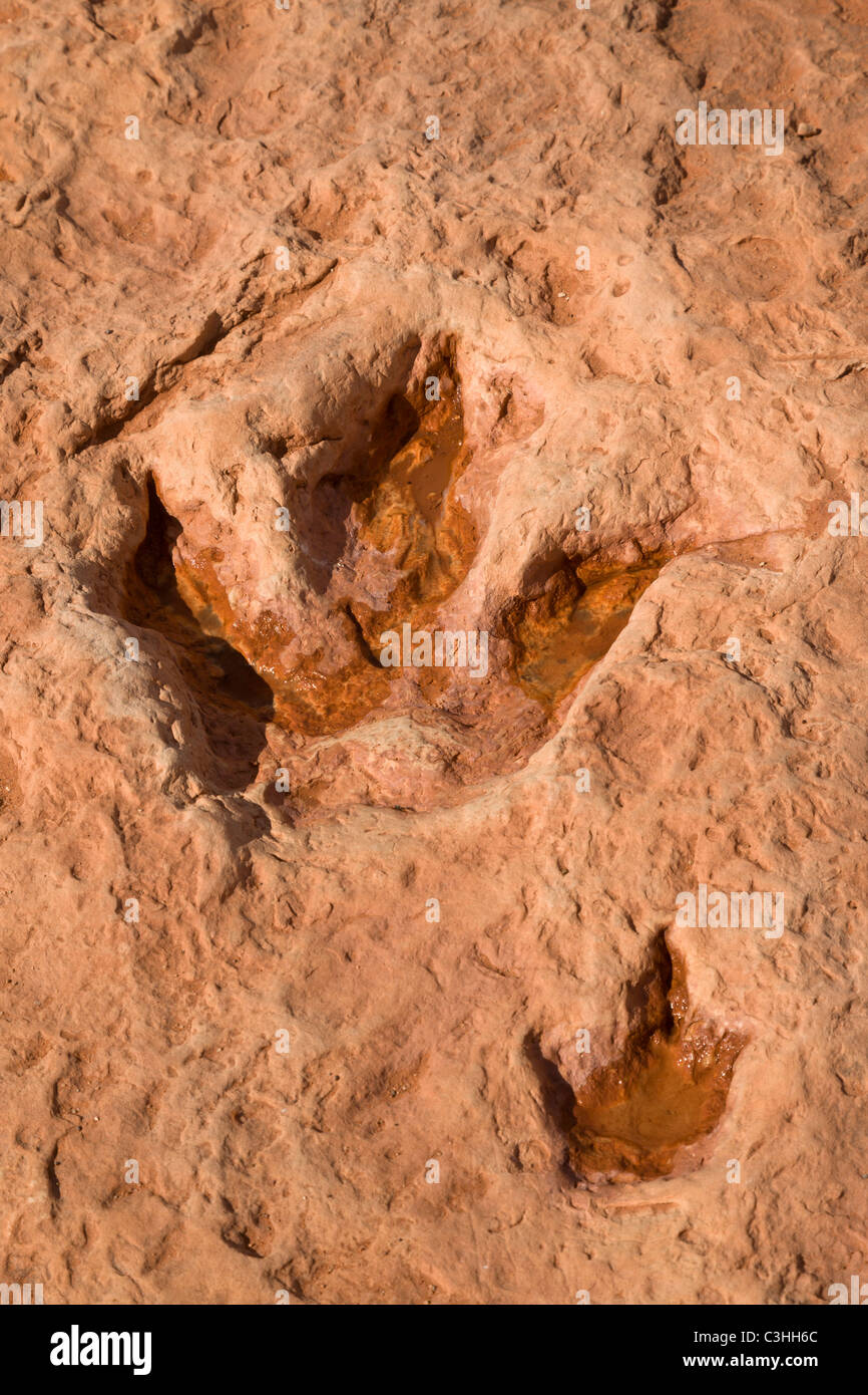 Paire de pistes Therapod début du Jurassique, Dilophosaurus wetherilli, à Moenkopi dinosaures près de Tuba City, Arizona, USA. Banque D'Images