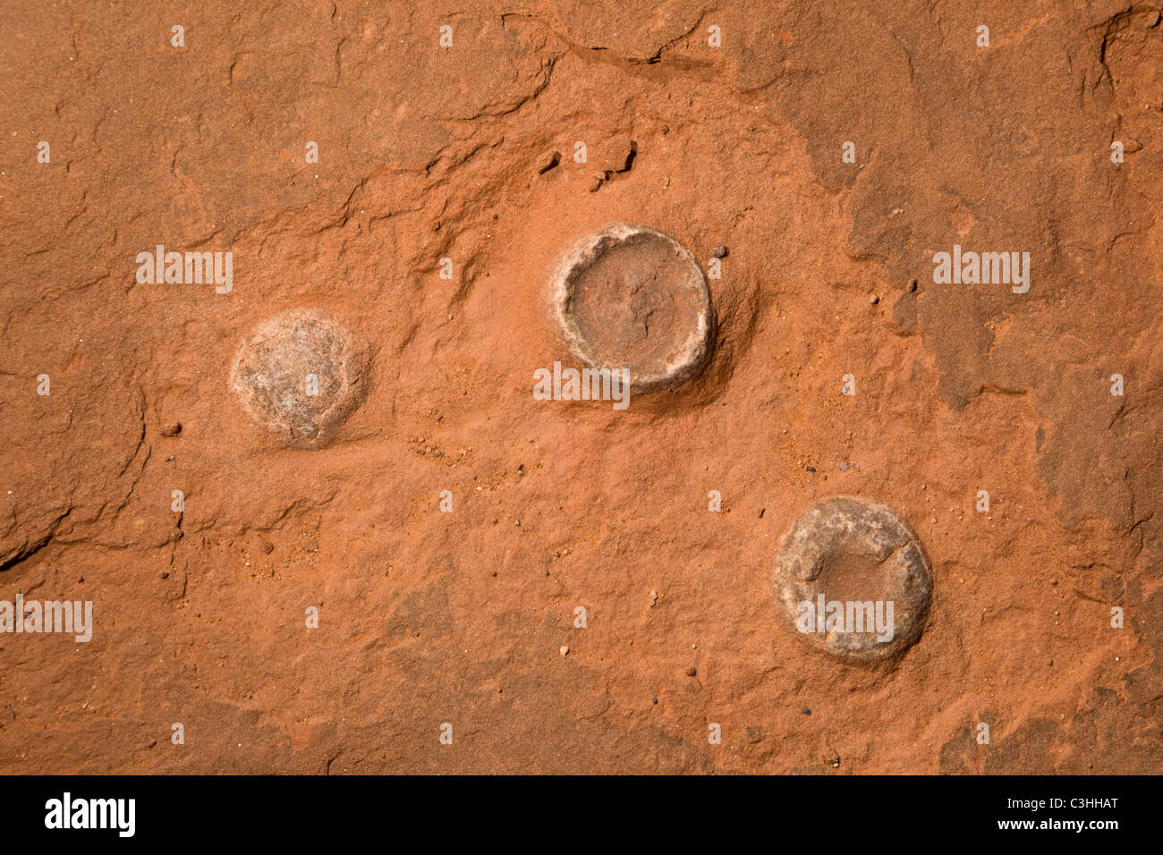 Close up de début de période jurassique des œufs de dinosaures à Moenkopi, Tuba City, Arizona, USA. Banque D'Images