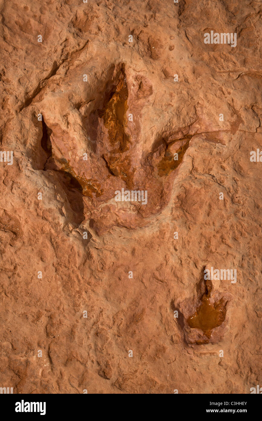 Paire de pistes Therapod début du Jurassique, la mère et les jeunes Dilophosaurus wetherilli, à traces de dinosaures Moenkopi, Arizona, USA. Banque D'Images