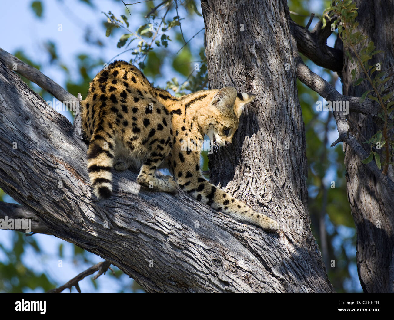 Serval (Leptailurus serval), auf einem Baum, Moremi, Botswana, Wildreservat Afrika Banque D'Images