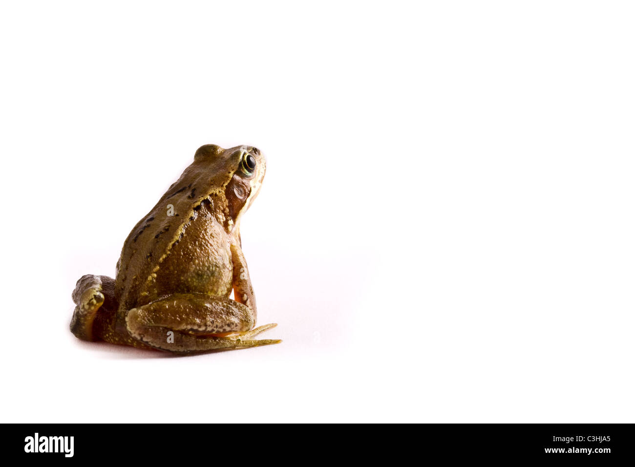 Grenouille Rousse - Rana temporaria Banque D'Images