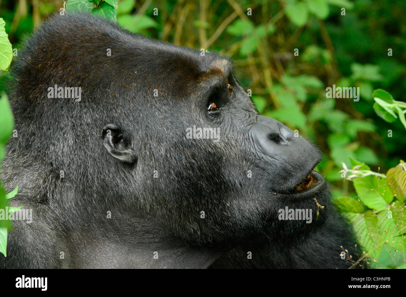 Environ 250 gorilles de plaine de l'est très en danger sont laissés sur la terre. Chimanuka et ses 36 membres de la famille vivent dans Kahuzi Biega Banque D'Images