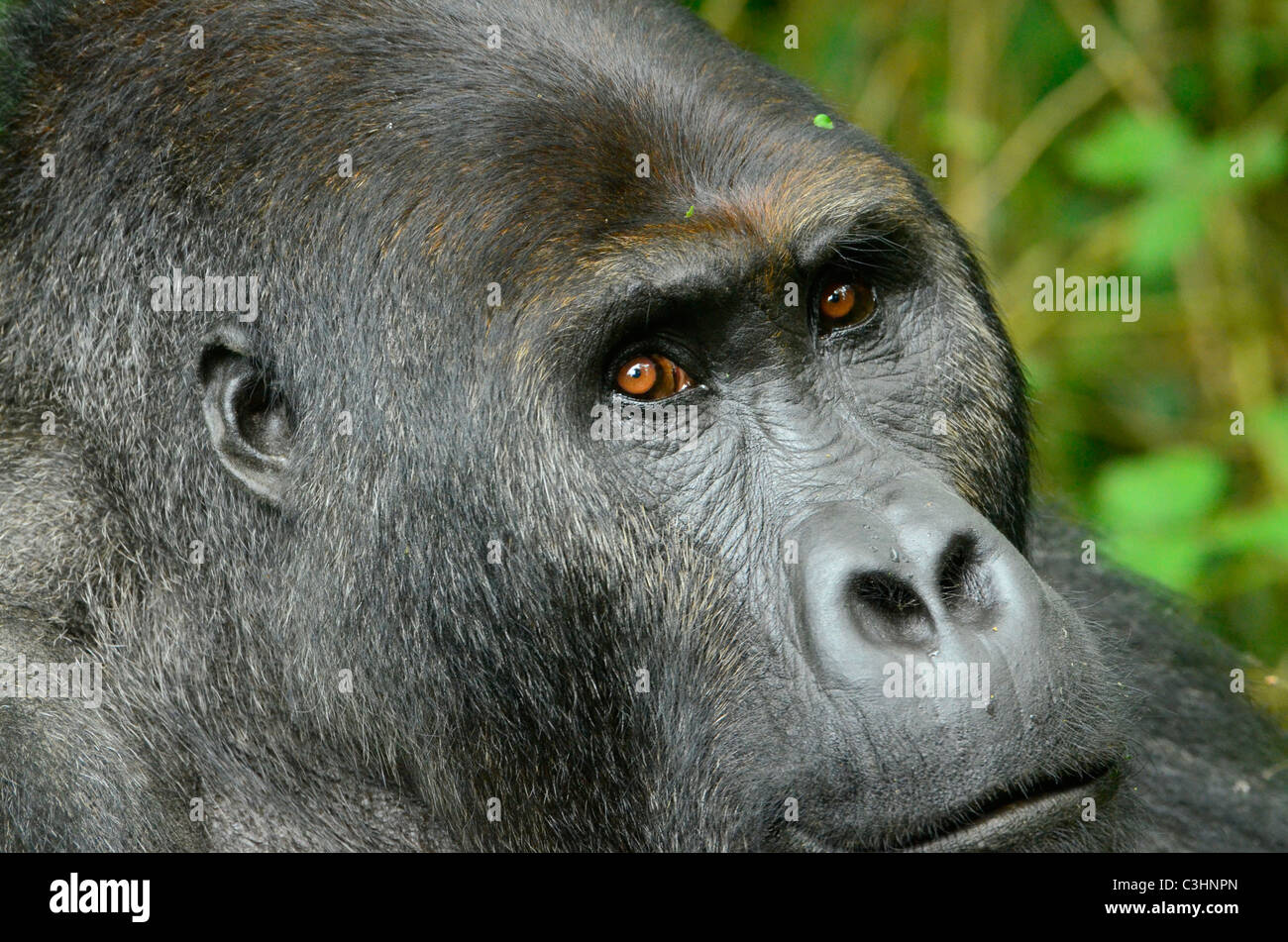 Environ 250 gorilles de plaine de l'est très en danger sont laissés sur la terre. Chimanuka et ses 36 membres de la famille vivent dans Kahuzi Biega Banque D'Images