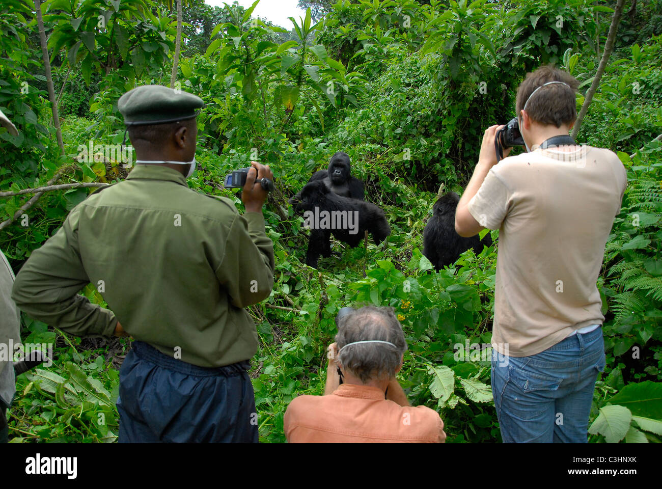 Photographier les gorilles à Buhimo dans le parc national des Virunga, en République démocratique du Congo. Humba Silverback, avec sa famille Banque D'Images