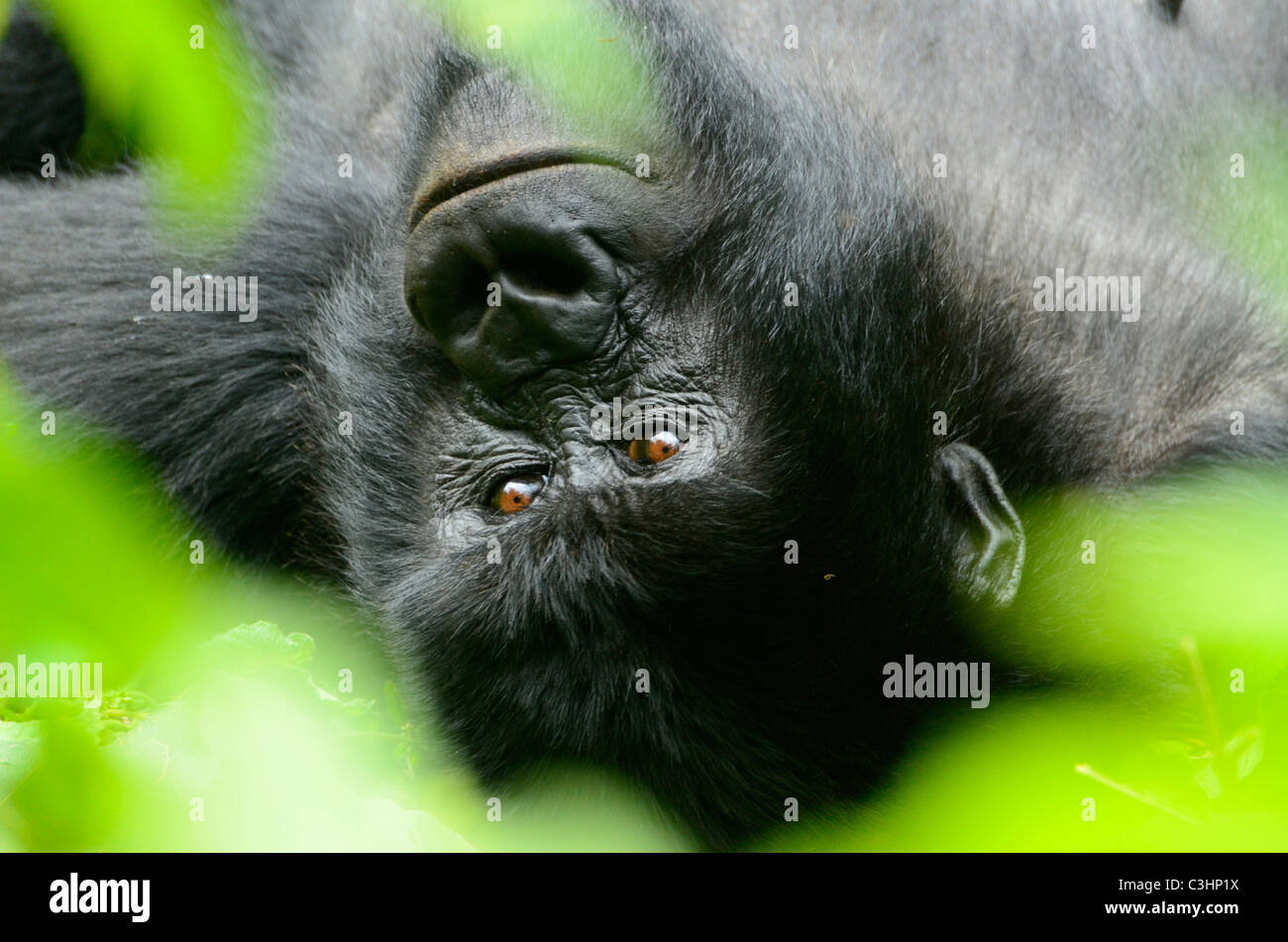 Gorilla trekking à Buhimo dans le parc national des Virunga, en République démocratique du Congo. Détente sur de nouveau parmi les feuilles vertes Banque D'Images