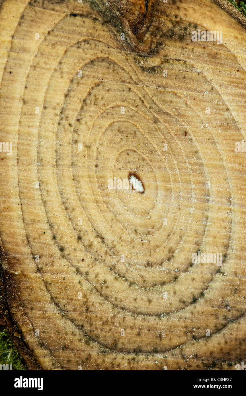 Les anneaux de croissance des arbres. Tronc d'arbre scié. Banque D'Images