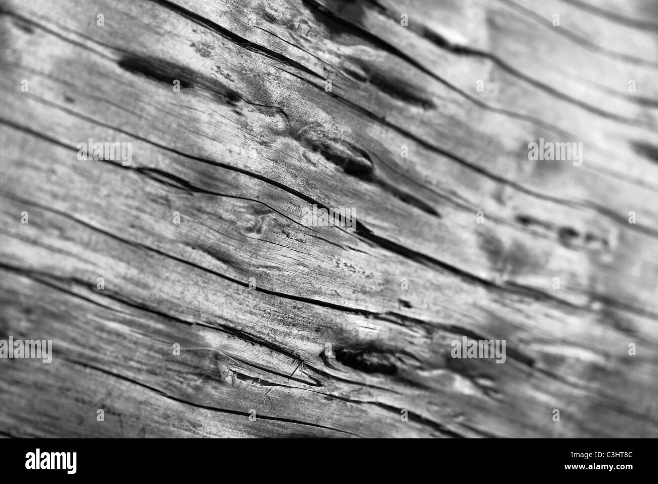 Wood Texture Macro - close up libre de se concentrer sur les détails de la texture du bois sur un arbre tombé. Banque D'Images