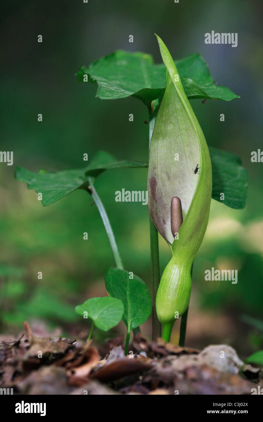 Gefleckter Aronstab, Arum maculatum, Lords et Ladies, cuckoo pint Banque D'Images