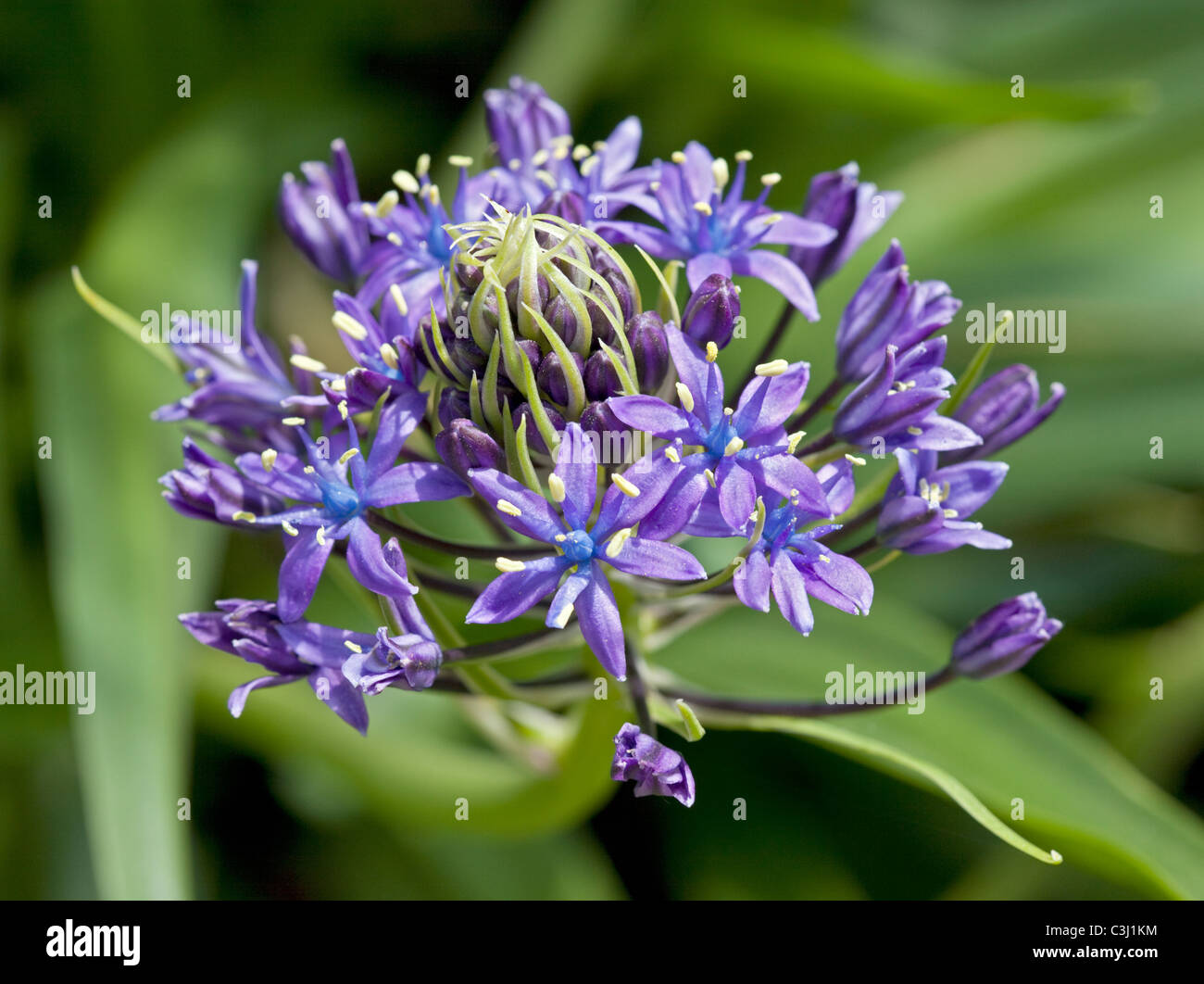 Scilla Peruviana (Portugues Squill, Lily de Cuba) Banque D'Images