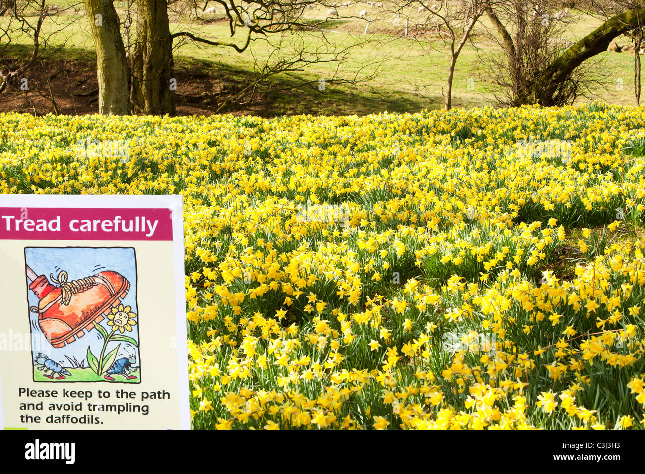 La floraison des jonquilles sauvages dans la région de Rosedale, dans le North York Moors, Yorkshire, UK. Banque D'Images