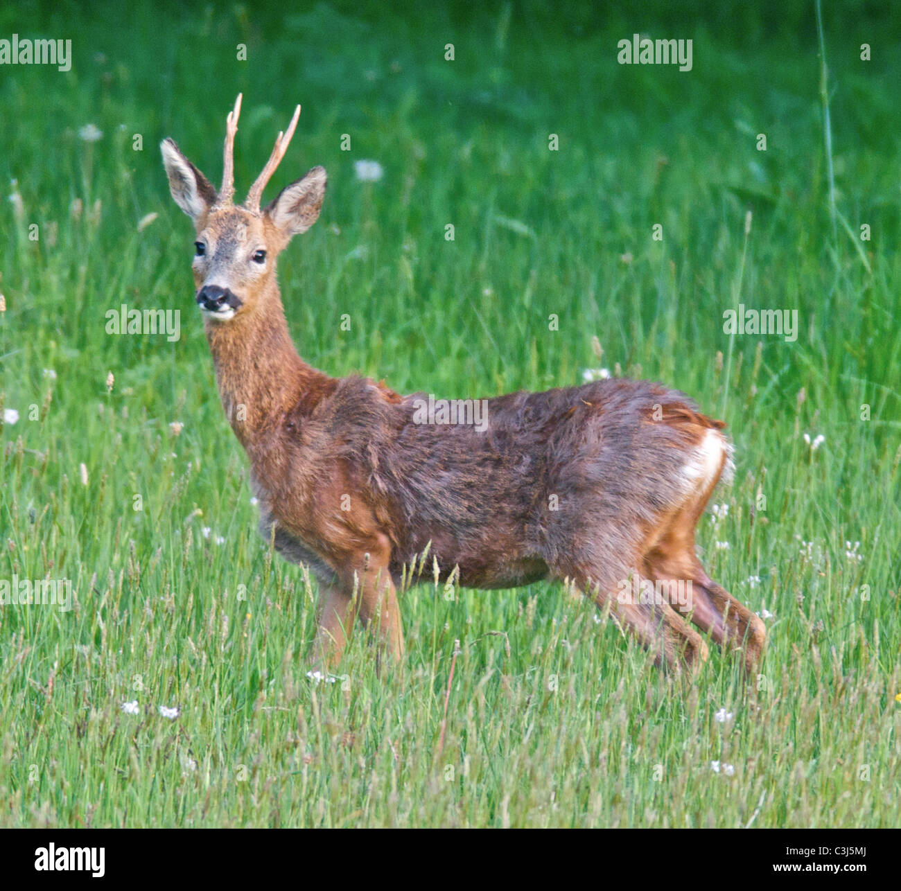 Les chevreuils (Capreolus capreolus), aussi connu comme l'ouest de chevreuils ou de chevreuil, est une espèce eurasienne de chevreuils. Banque D'Images
