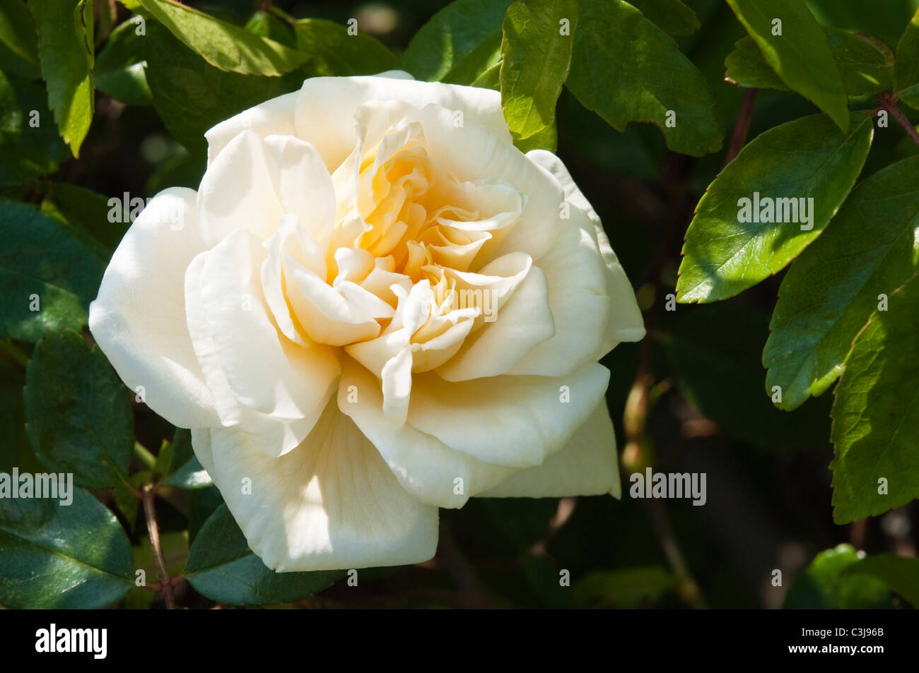 Rosa Albéric Barbier - rose jaune pâle. Banque D'Images