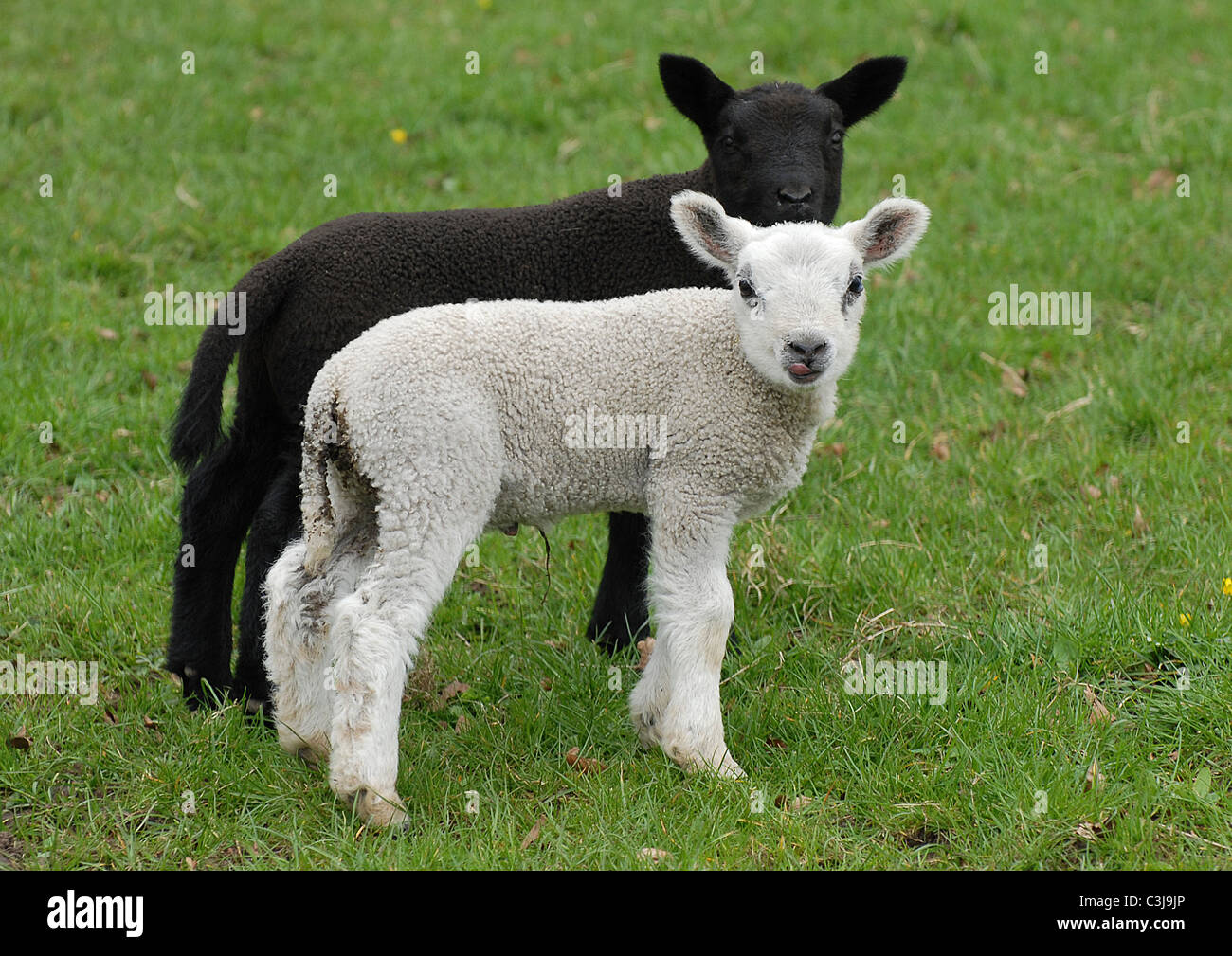 Deux nouveaux nés agneaux, une blanche et une noire, prises dans les collines du Yorkshire Dales, North West England Banque D'Images