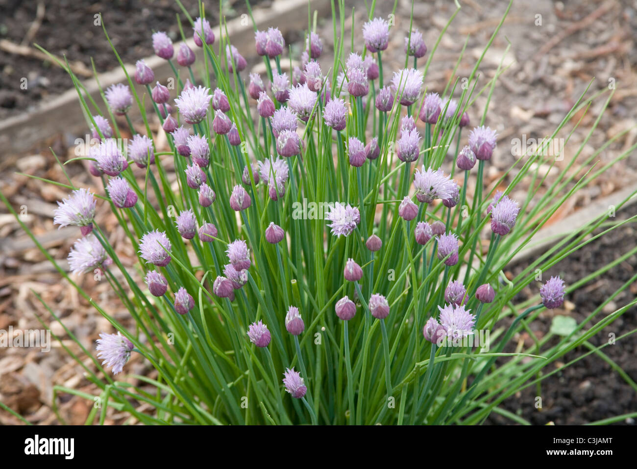 La floraison des plantes ciboulette allotissement sur Banque D'Images