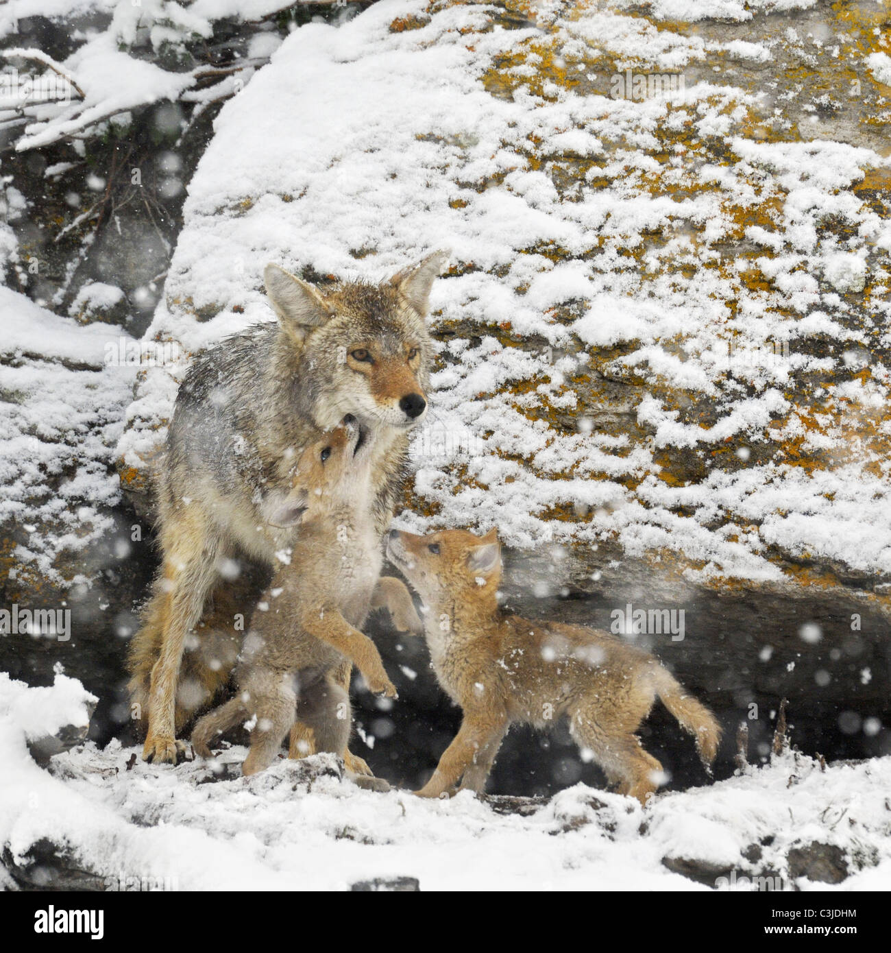 Petits coyotes en compétition pour l'affection Banque D'Images