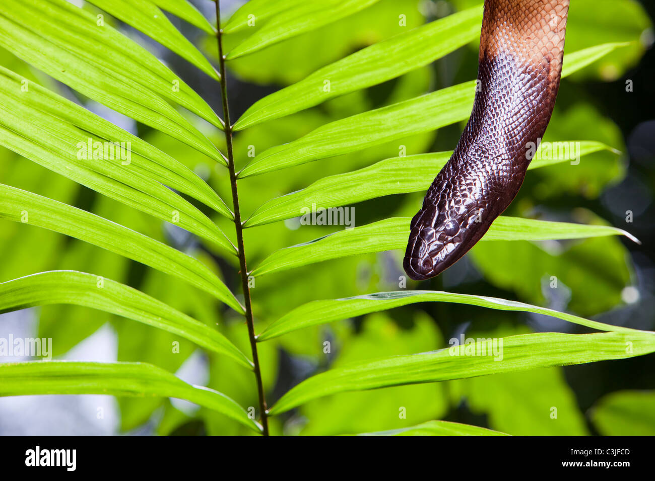 La chasse un serpent dans un palmier dans la forêt tropicale de Daintree, Queensland, Australie. Banque D'Images