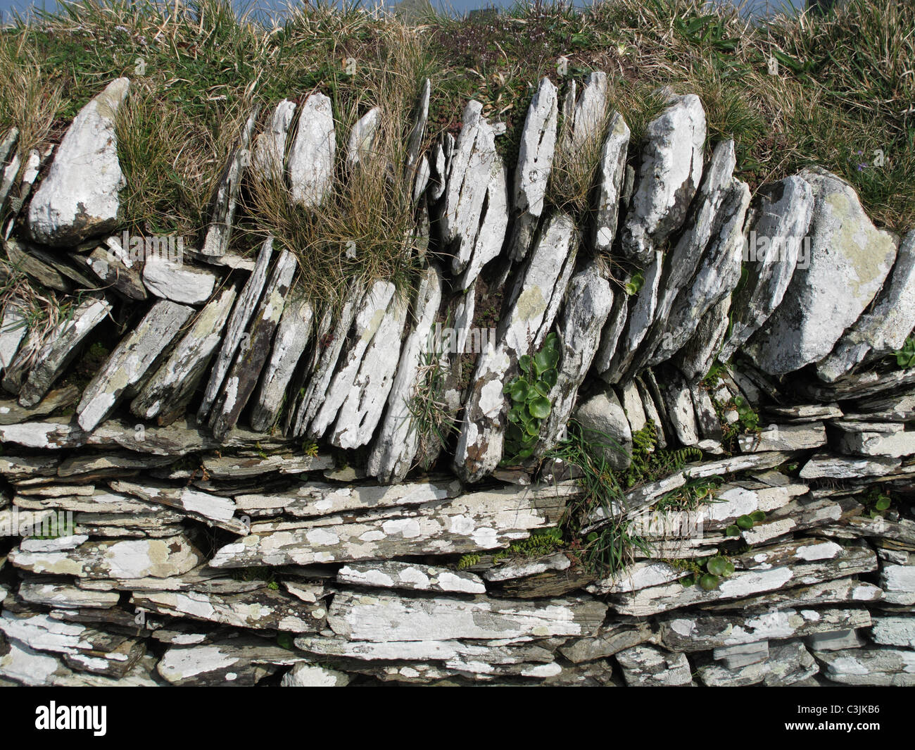 Cornish stone wall, Tintagel, en Cornouailles, Mars Banque D'Images