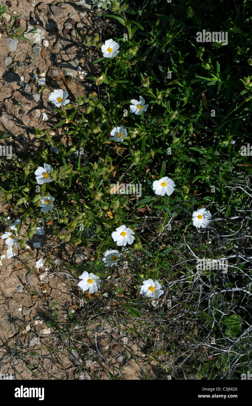 Les fleurs sauvages de la nature Conservation de la péninsule d'Akamas Chypre Banque D'Images