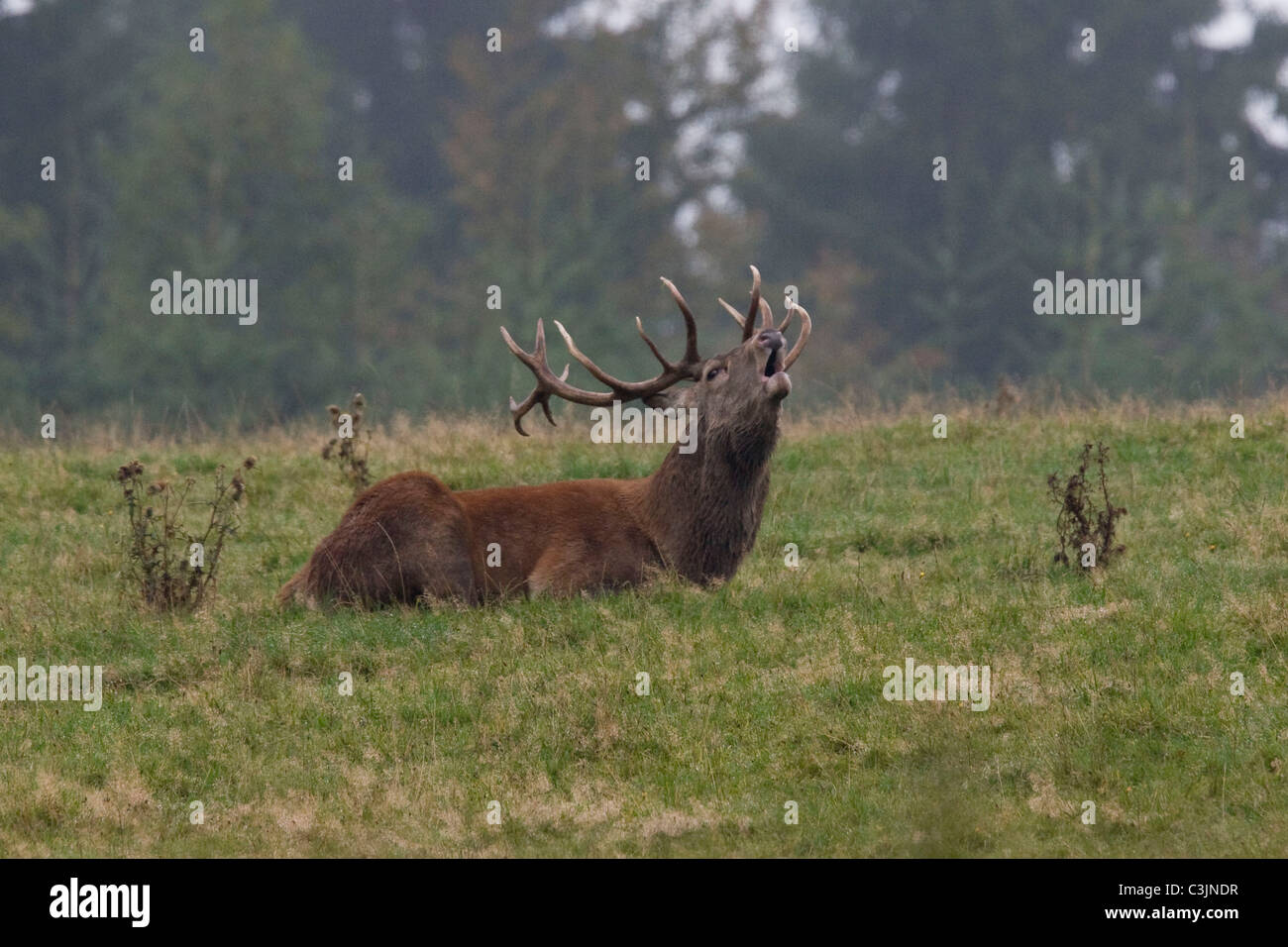 Rothirsch waehrend der Brunft, Cervus elaphus, Red Deer, homme, l'orniérage Banque D'Images