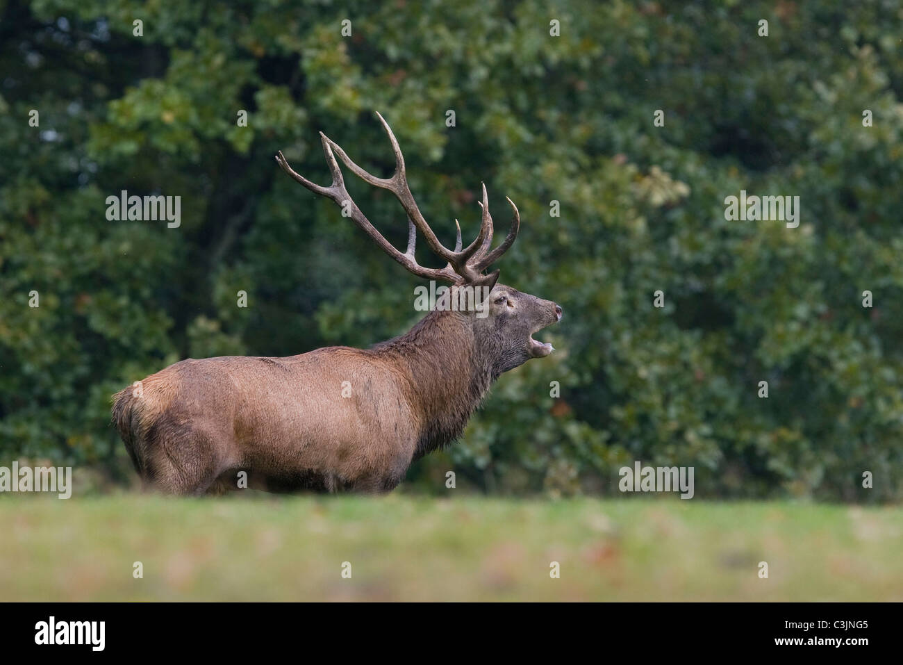 Rothirsch waehrend der Brunft, Cervus elaphus, Red Deer, homme, l'orniérage Banque D'Images