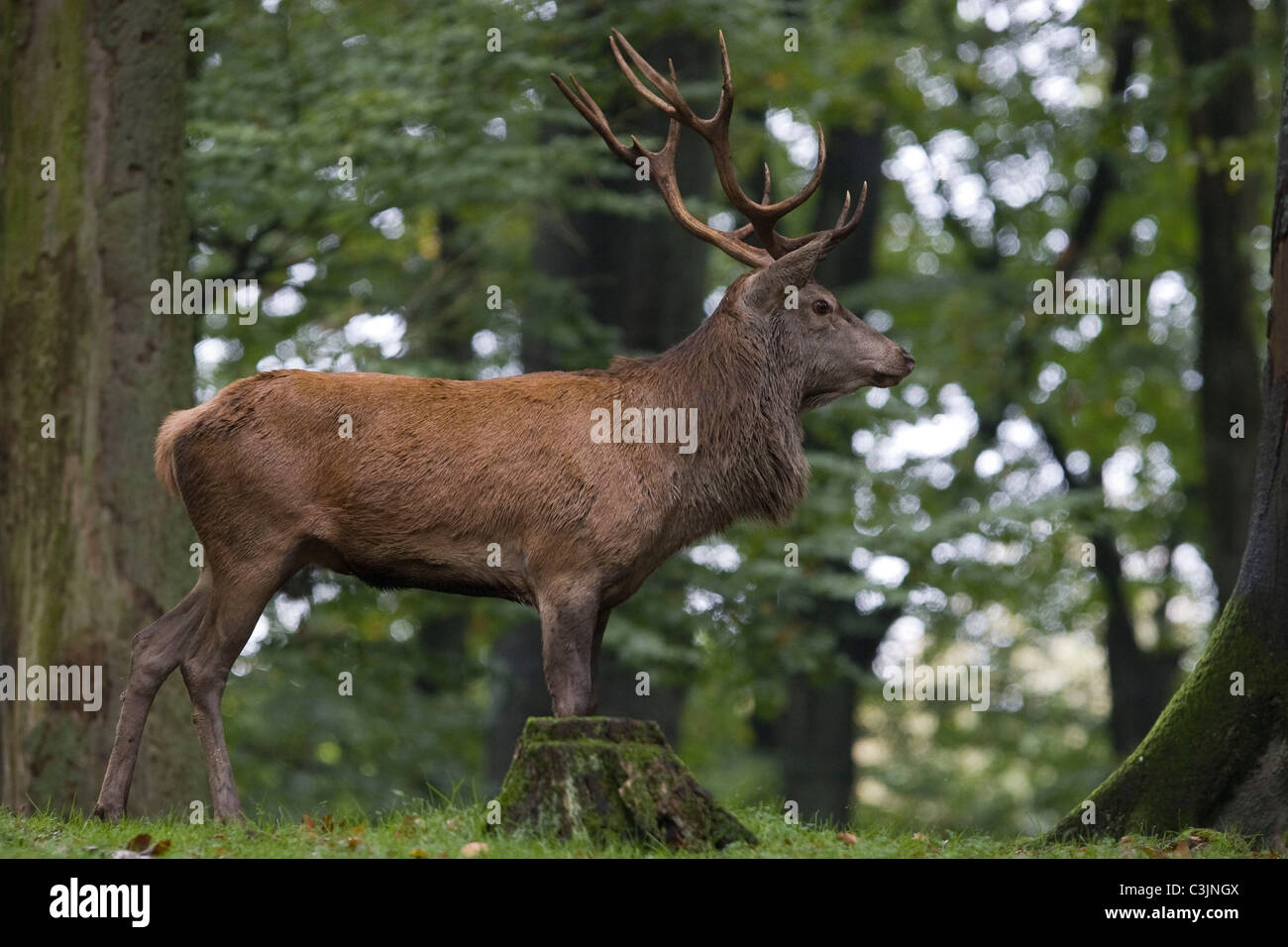 Rothirsch waehrend der Brunft, Cervus elaphus, Red Deer, homme, l'orniérage Banque D'Images